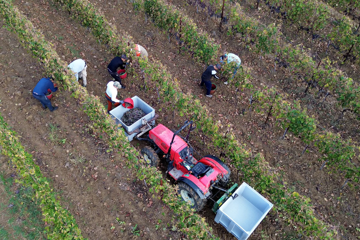 vendemmia-manuale-1 Vendemmia manuale 1