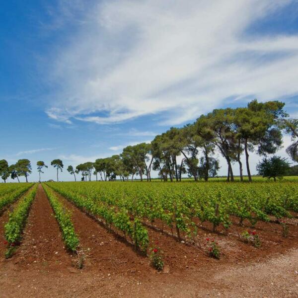 Castello monaci wine experience 00 1152x768